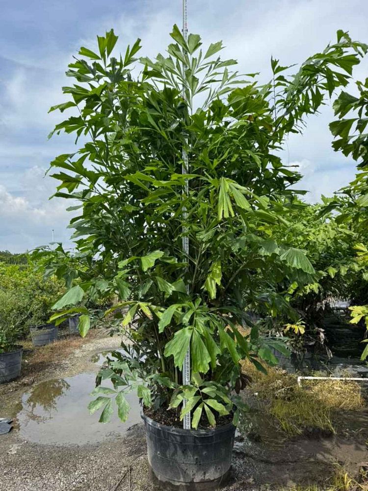 caryota-mitis-fishtail-palm
