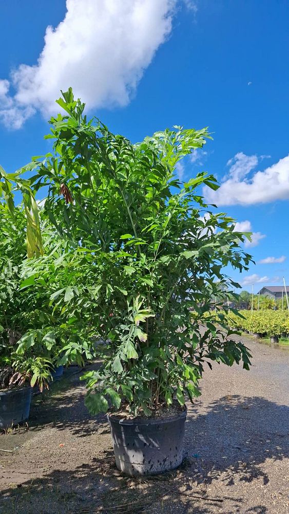 caryota-mitis-fishtail-palm
