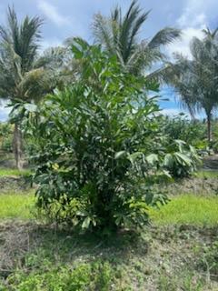 caryota-mitis-fishtail-palm