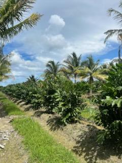 caryota-mitis-fishtail-palm