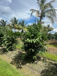 caryota-mitis-fishtail-palm