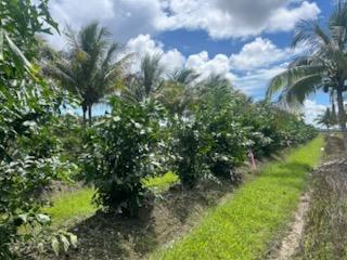 caryota-mitis-fishtail-palm