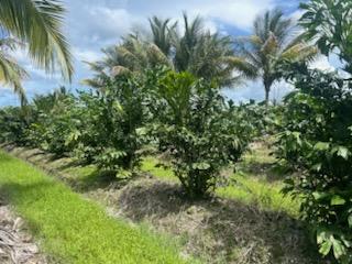 caryota-mitis-fishtail-palm