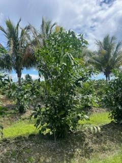 caryota-mitis-fishtail-palm