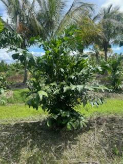 caryota-mitis-fishtail-palm