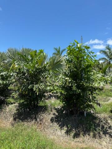 caryota-mitis-fishtail-palm