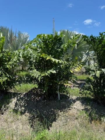 caryota-mitis-fishtail-palm