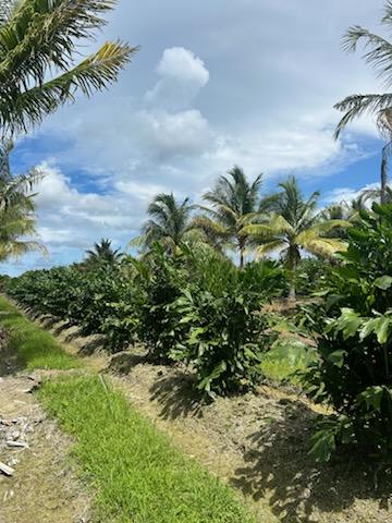 caryota-mitis-fishtail-palm