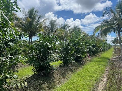 caryota-mitis-fishtail-palm