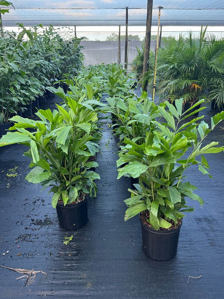caryota-mitis-fishtail-palm