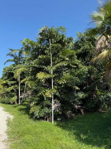 caryota-mitis-fishtail-palm