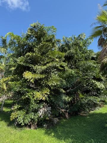caryota-mitis-fishtail-palm