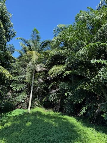 caryota-mitis-fishtail-palm