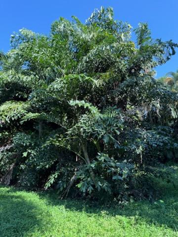 caryota-mitis-fishtail-palm