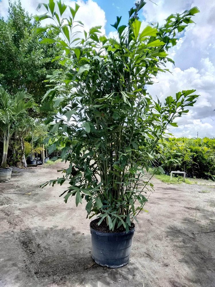 caryota-mitis-fishtail-palm