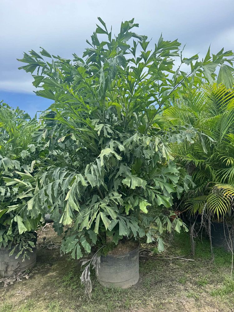 caryota-mitis-fishtail-palm
