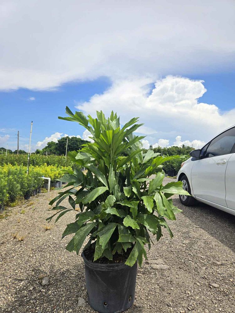 caryota-mitis-fishtail-palm