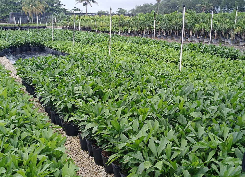 caryota-mitis-fishtail-palm