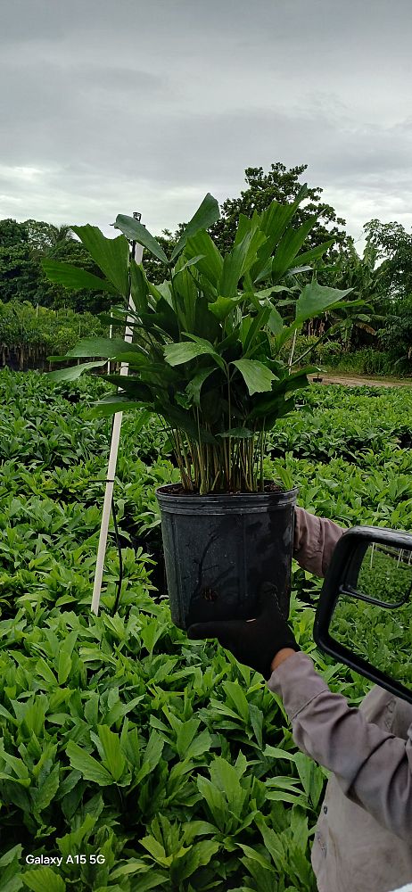 caryota-mitis-fishtail-palm