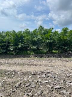 caryota-mitis-fishtail-palm