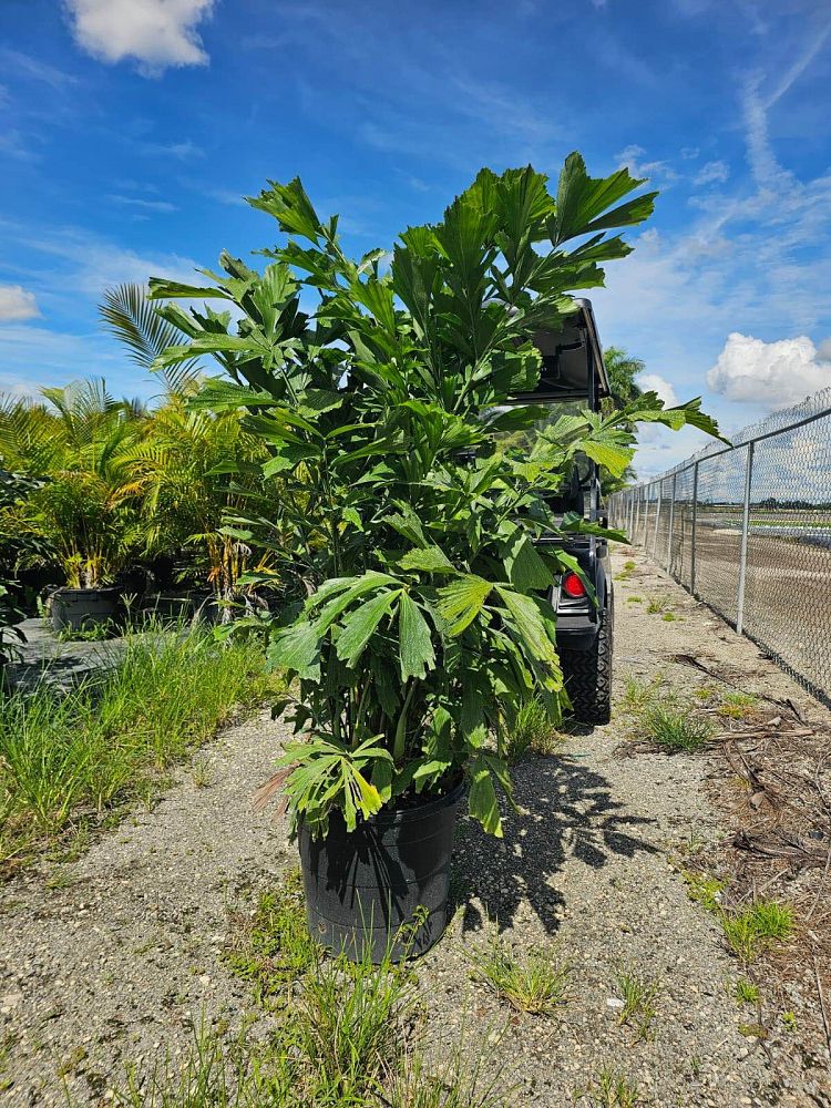 caryota-mitis-fishtail-palm