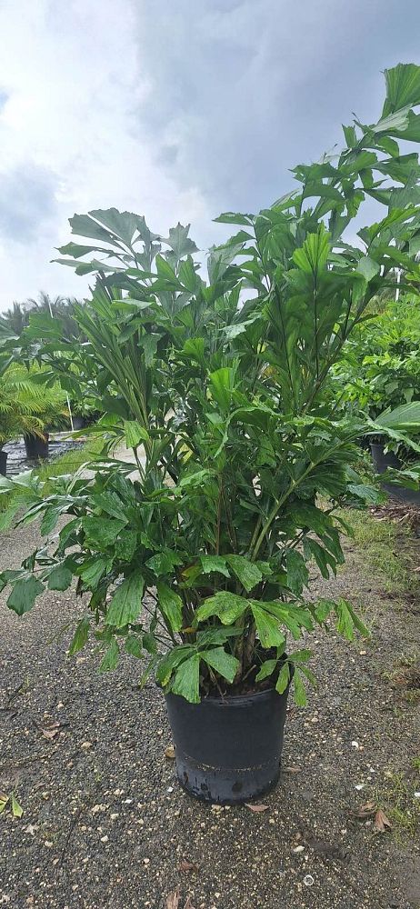 caryota-mitis-fishtail-palm