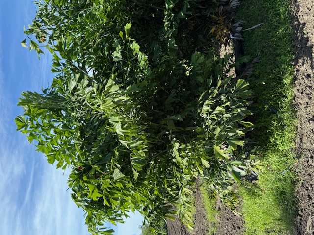 caryota-mitis-fishtail-palm