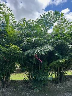 caryota-mitis-fishtail-palm
