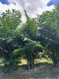 caryota-mitis-fishtail-palm