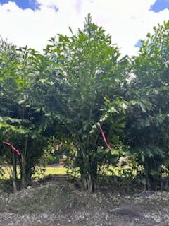 caryota-mitis-fishtail-palm