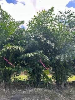 caryota-mitis-fishtail-palm