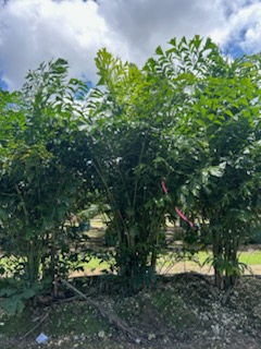 caryota-mitis-fishtail-palm