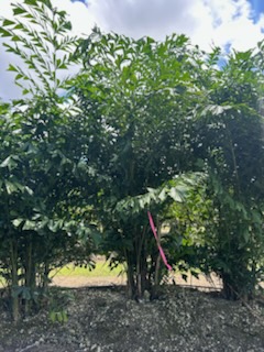caryota-mitis-fishtail-palm