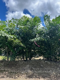 caryota-mitis-fishtail-palm