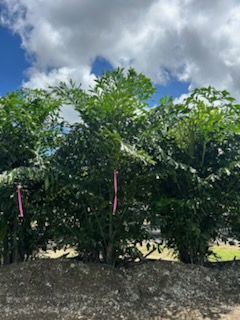 caryota-mitis-fishtail-palm