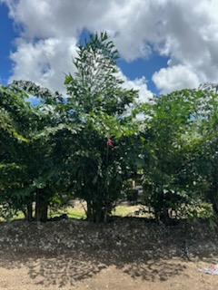 caryota-mitis-fishtail-palm