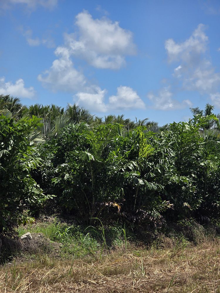 caryota-mitis-fishtail-palm