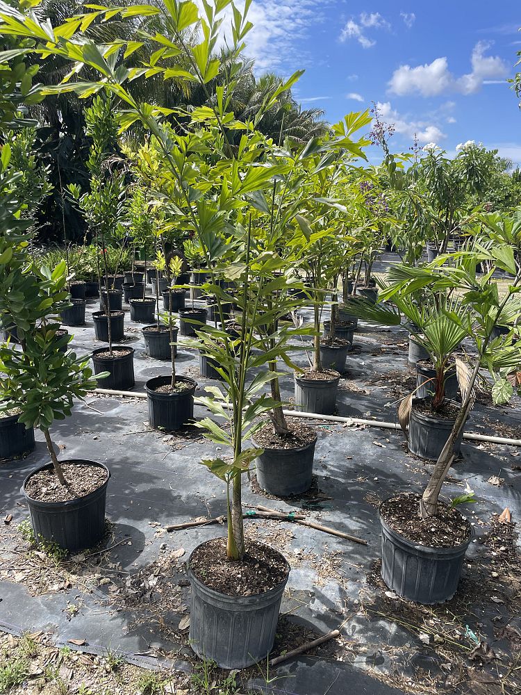 caryota-mitis-fishtail-palm