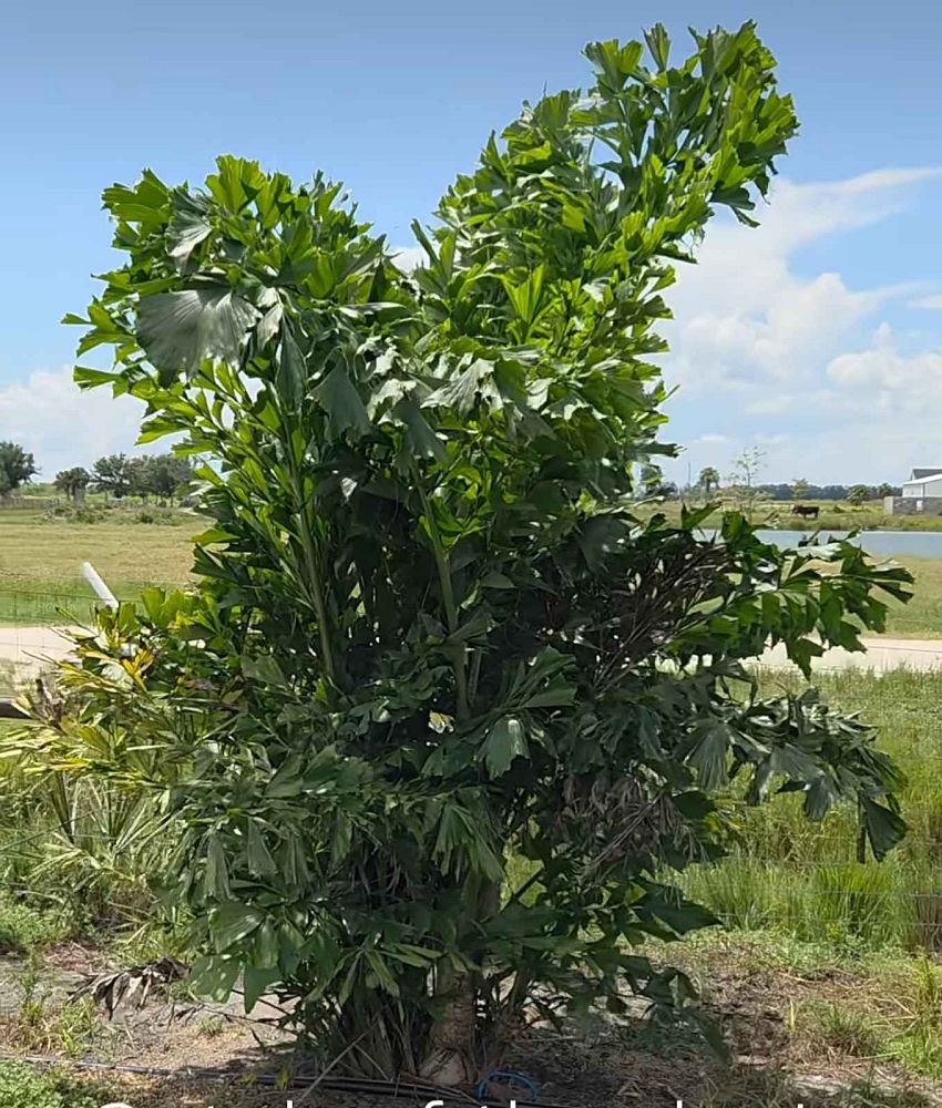 caryota-mitis-fishtail-palm