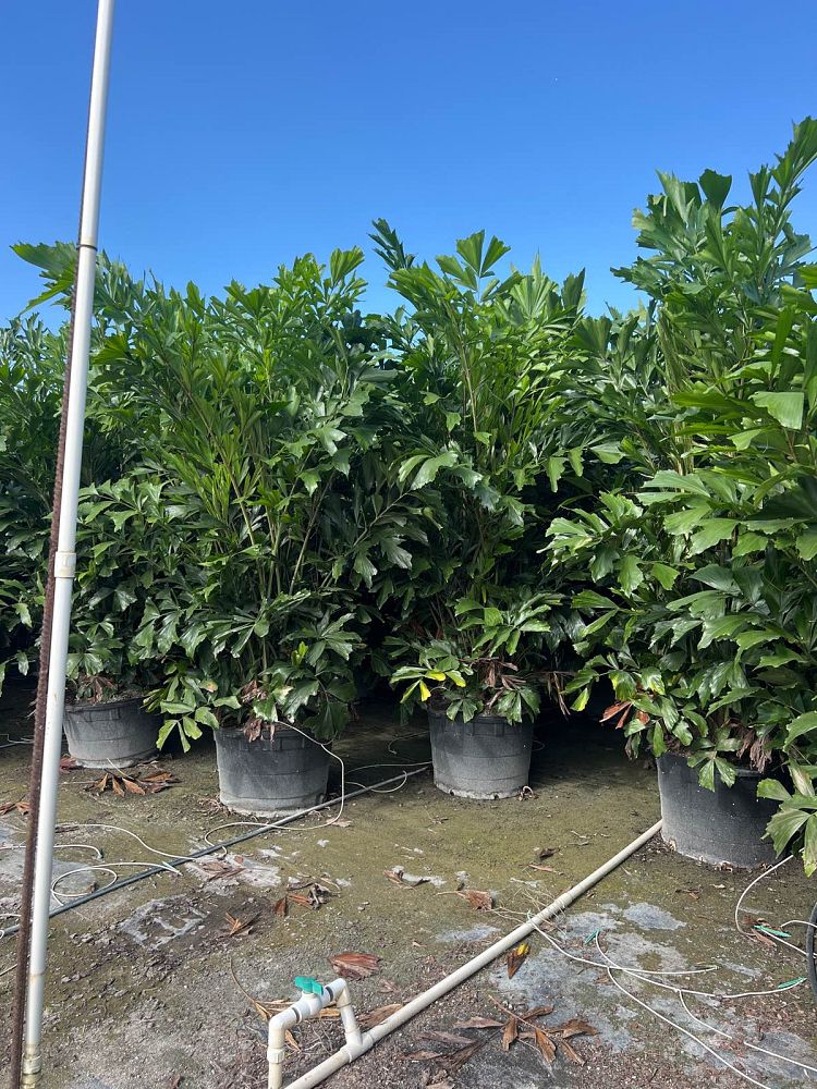 caryota-mitis-fishtail-palm