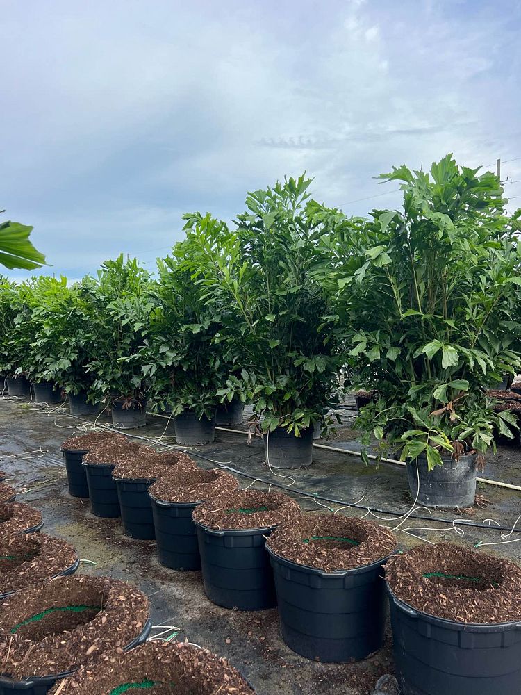 caryota-mitis-fishtail-palm