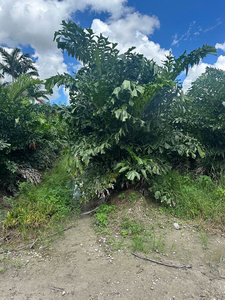 caryota-mitis-fishtail-palm