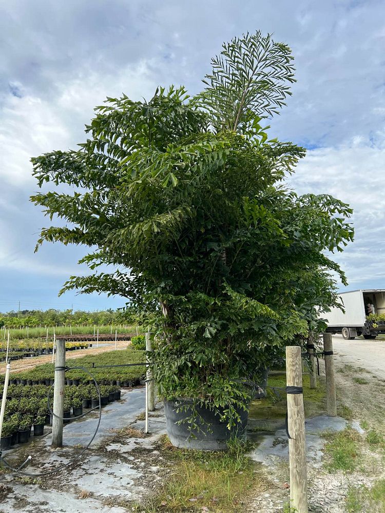 caryota-mitis-fishtail-palm
