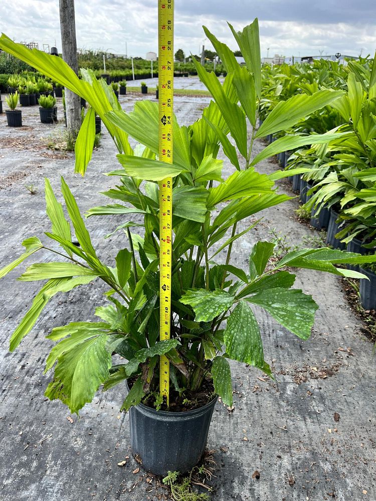 caryota-mitis-fishtail-palm