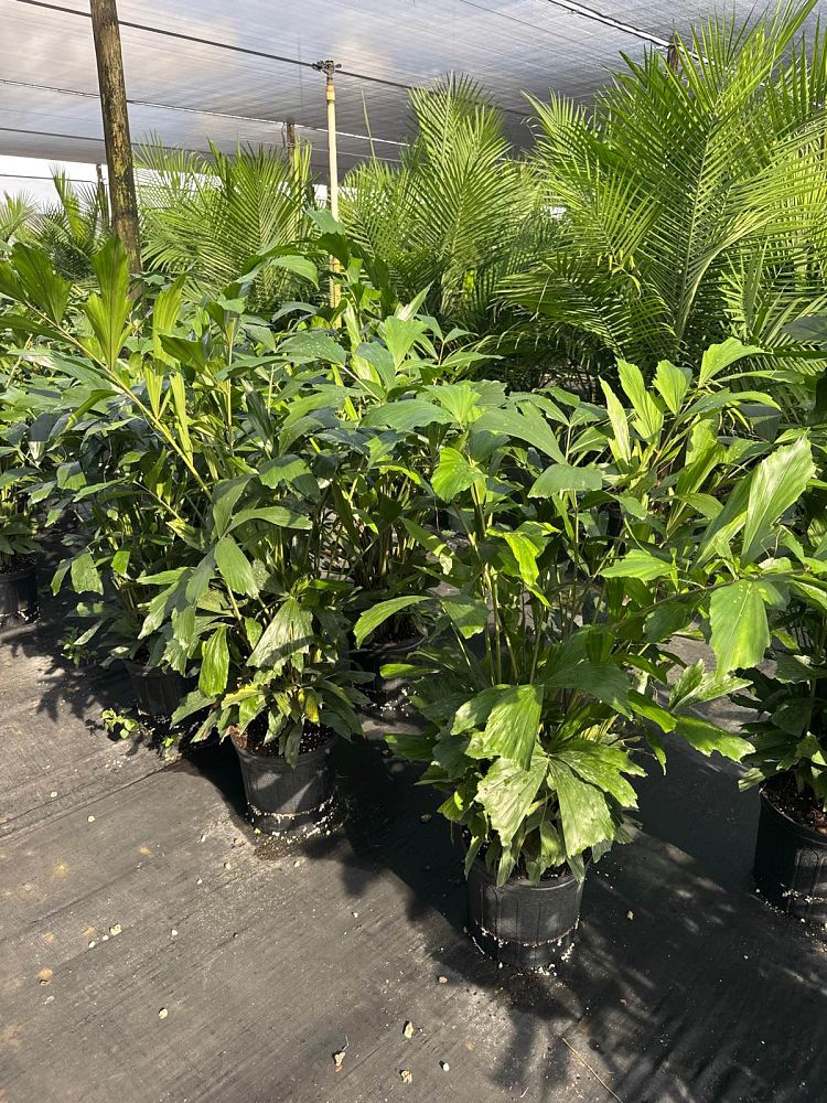 caryota-mitis-fishtail-palm