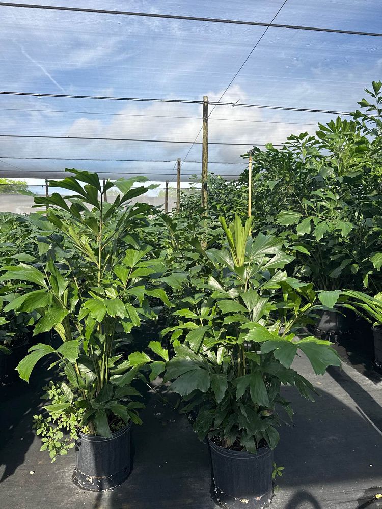 caryota-mitis-fishtail-palm