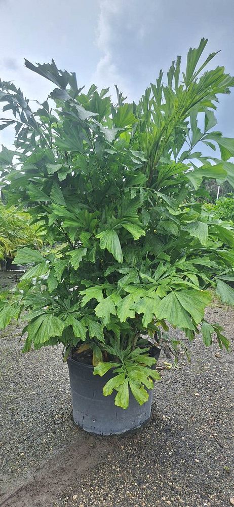 caryota-mitis-fishtail-palm