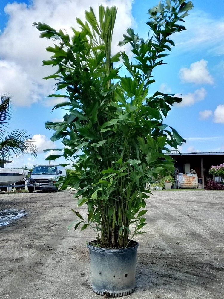 caryota-mitis-fishtail-palm