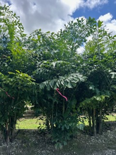 caryota-mitis-fishtail-palm