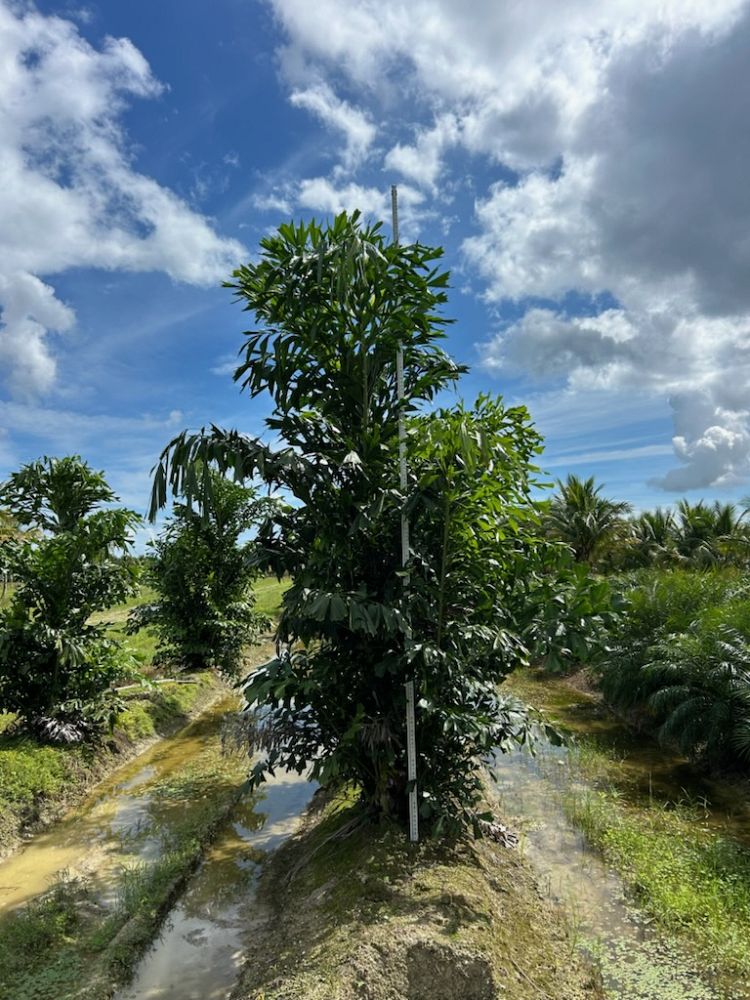 caryota-mitis-fishtail-palm
